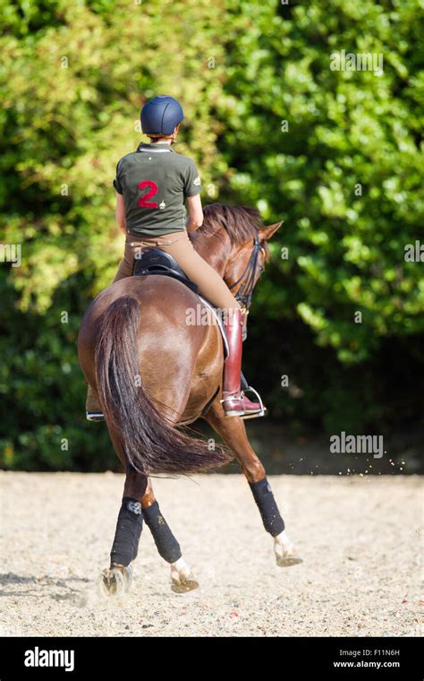 Hanoverian Horse Rider Performing Half Pass Stock Photo Alamy