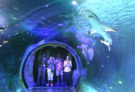 Guide Through The Best Aquariums Orlando Fl Orlando News
