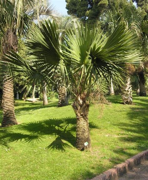 Texas Saba Palm Palm Trees For Sale Small Palm Trees Palm Trees