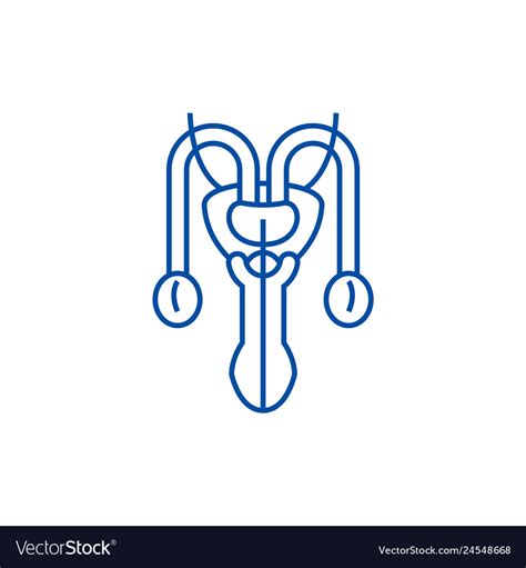 Male Sexual Organs Line Icon Concept Male Sexual Vector Image