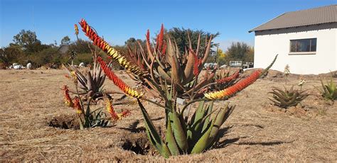 Aloe Hybrid In Flower Johans Hybrids Vaal Retreat July 2019 Hybrids