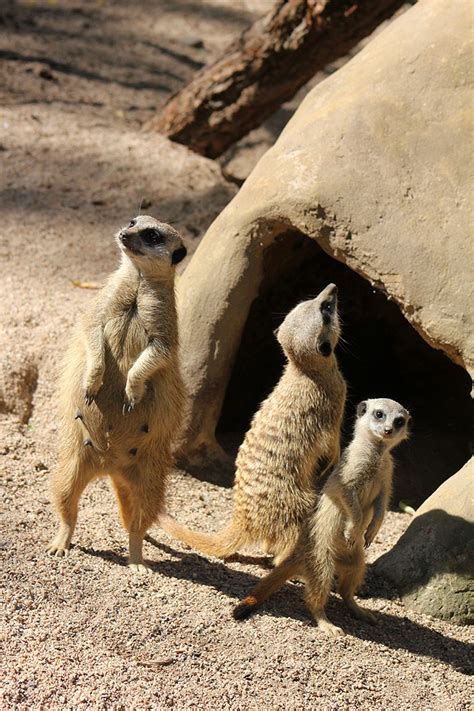 Meerkat Clan By Scurvysimon On Deviantart