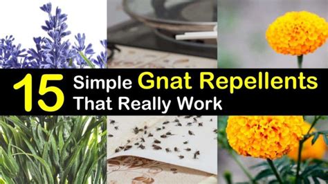 15 Simple Gnat Repellents That Really Work Recipe Fruit Flies