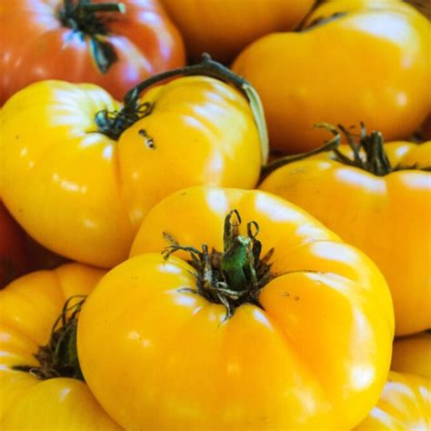 Amana Orange Tomato Heirloom Seeds Beefsteak Caprese Salad Slicing