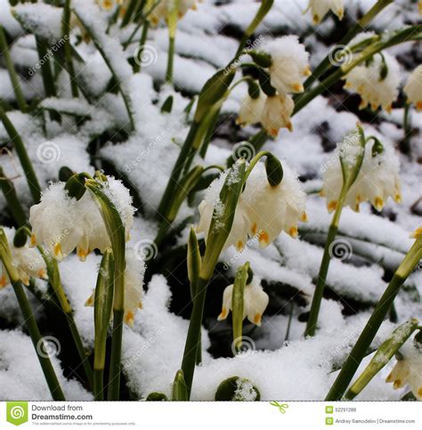 Fleurs Sous La Neige Photo Stock Image Du Zone Vert 52291288