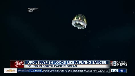 Ufo Jellyfish Discovered In South Pacific