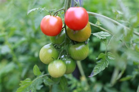 Bildergebnis für Tomaten