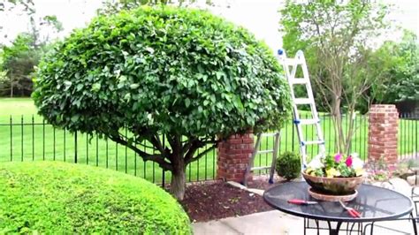 Does your lawn have a lot of overgrown shrubs? Shrub Trimming Pruning, Lawn Mowing, Grass Cutting ...