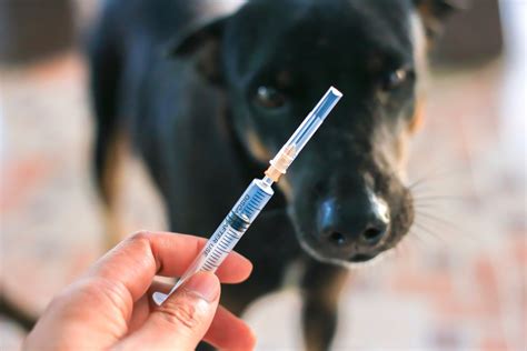 Do You Need A Tetanus Shot After Dog Bite