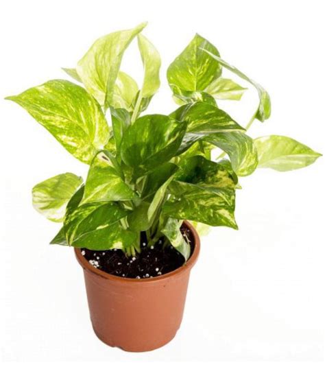 A money plant reproduces by its stem, just take a money plants stem and place it in water till it grows roots and then plant them into the ground and water them daily till they take hold. Live Nursery Money Plant for good luck and wealth Indoor ...