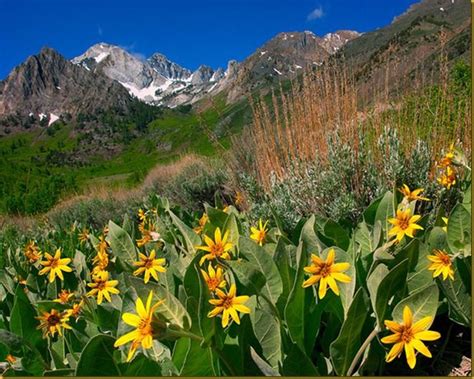 A Picture A Day Mountain Meadow Meadow Flowers Nature Cool Pictures