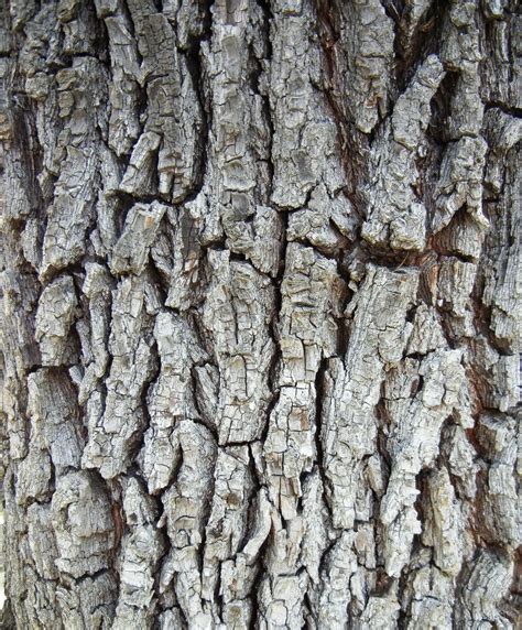 A Photo A Thought Observation Incredible Bark Patterns