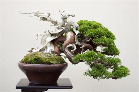 Small Trees At Their Best Shohin Bonsai On Display At The 2017 Wbc