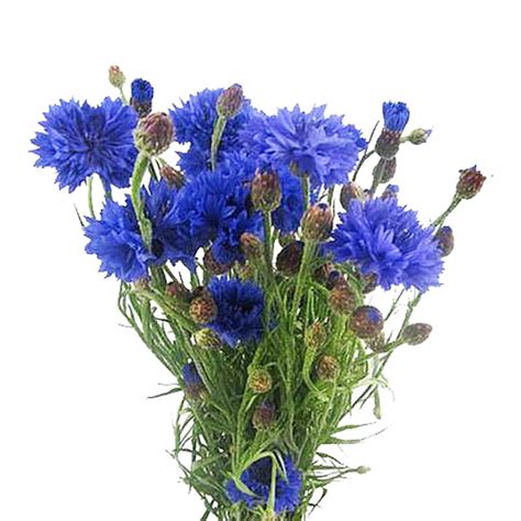 Centaurea Cornflower Blue Wholesale Cut Flowers Direct