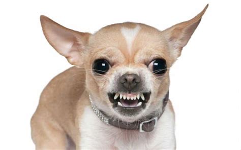 Why Are Chihuahuas Aggressive The Chihuahua Life