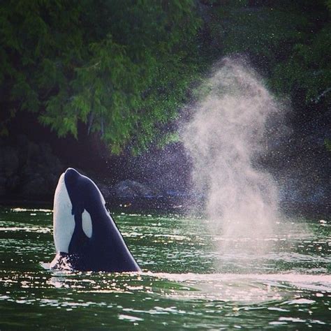 An Orca Spyhopping Tofino Whalewatching Bearwatching Yourtofino