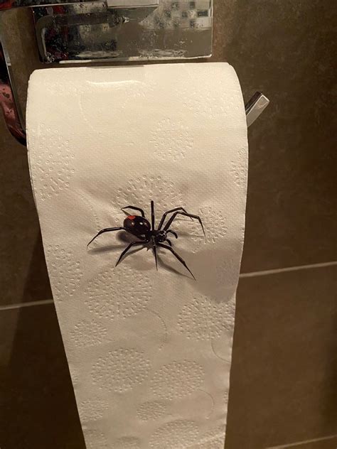 Spider Roll Scary Toilet Roll Prank You Might Crap Hong Kong Ubicaciondepersonas Cdmx Gob Mx