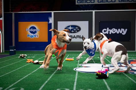 How To Watch The 2023 Puppy Bowl On Super Bowl Sunday
