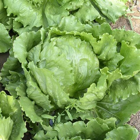 2020 wholesale hot sale vegetable seeds iceberg lettuce lettuce seeds for us crisphead lettuce