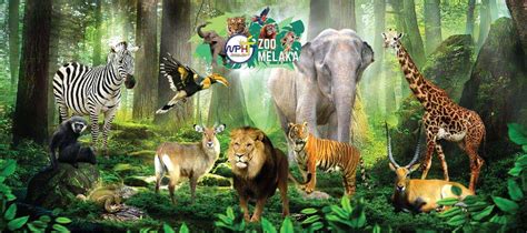 Source gambar foto the great asia afrika. Zoo Melaka: 5 Perkara Yang Perlu Diperbaiki - MelakaCool