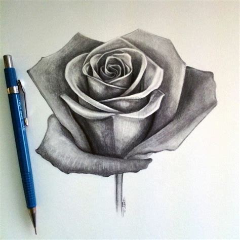 Come Disegnare Una Rosa 100 Immagini A Cui Ispirarsi