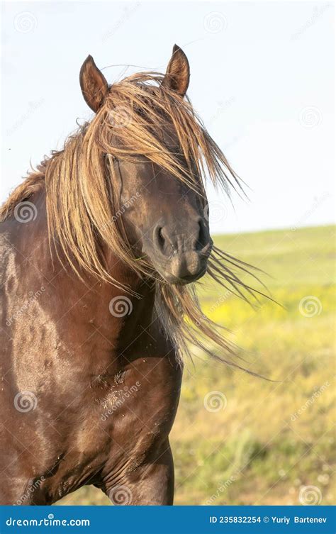 Portrait Of A Wild Horse Stock Photo Image Of Brown 235832254