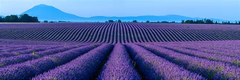 Wo ist die provence am schönsten? Wandbild o. Küchenspiegel Lavendel in der Provence Frankreich