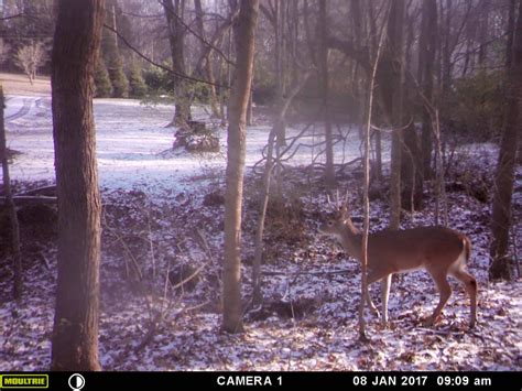 How Does A Game Trail Camera Work - Game Camera World