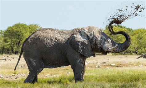 African Bush Elephants