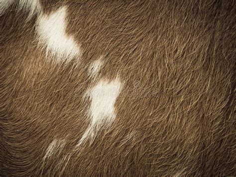 Cow Fur Background Stock Photo Image Of Pattern Mammal 83310018