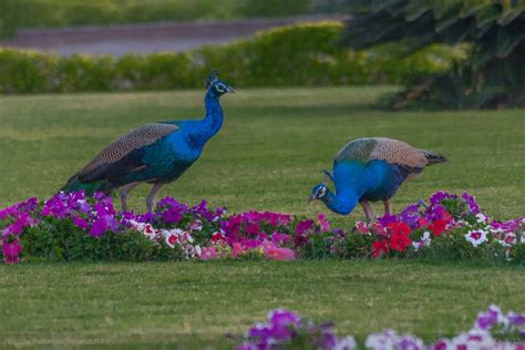 Peacocks At Play In The Palatial Gardens Of The Lakshmi Vilas Palace In