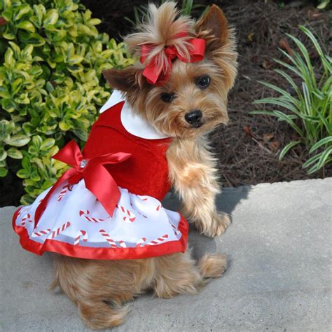 The Candy Cane Dog Dress Is Sure To Light Up Smiles This Holiday This