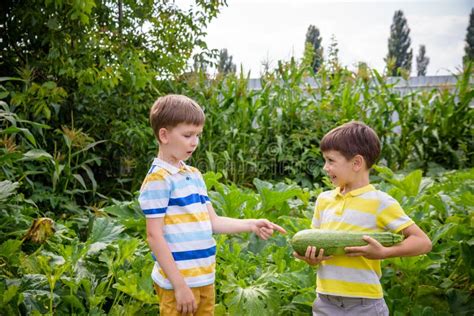 Portrait Of Two Happy Young Boy Holding Marrows In Community Gar Stock