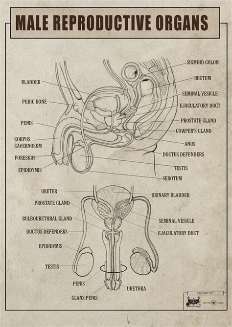 Male Reproductive Anatomy Diagram Labeled