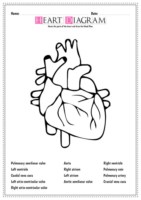 12 Blank Heart Diagram Worksheet With Word Bank Free Pdf At