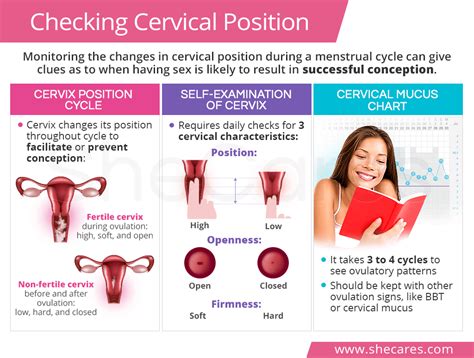 What Is A Cervix Check Your Complete Guide To Cervical Checks During