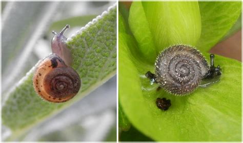 Maybe you would like to learn more about one of these? Zwei haarige kleine Schnecken in unserem Garten Foto ...
