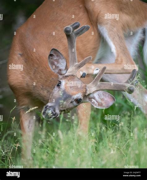 Whitetail Buck Hi Res Stock Photography And Images Alamy