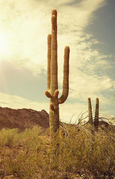 Arizona Saguaro National Park Cactus By Franckreporter
