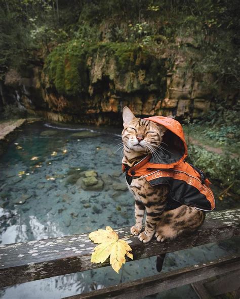 A Cat In A Raincoat 💦 Here You Go Tag Someone Who Has To See This 😻