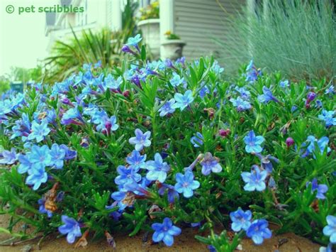 This plant with sky blue flowers can reach 25 cm in height. Blue Perennial Flowers? Try Lithodora! (an update) - Pet ...