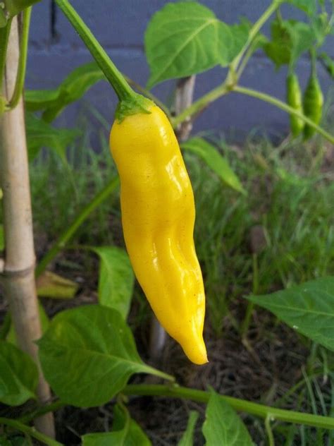 Bright yellow, long conical crinkly fruit with very few seeds and an intensely hot citrus flavour. Lemon Drop Aji ripe and ready for picking! | Stuffed ...