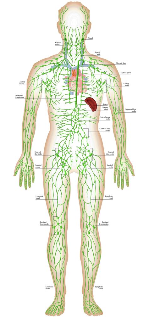 Lymph System Anatomy