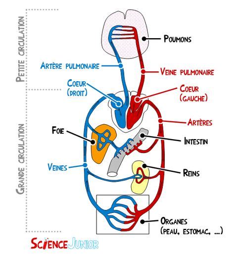 Le système cardio vasculaire en détail ScienceJunior fr Le sang