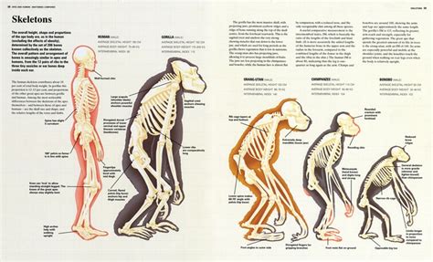 Monkey Bones Nature Animals Animal Anatomy Animals