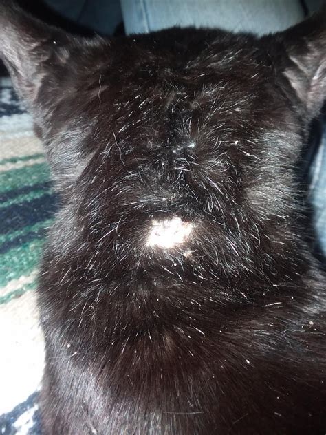 Why Is There A Bald Patch On The Back Of My Cats Neck Of You Have