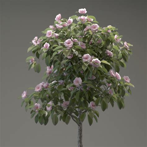 Planning for a landscape is like filling in the right colors to create a hypnotizing. 3d model small ornamental - tree