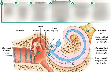 Hearing Diagram Diagram Quizlet