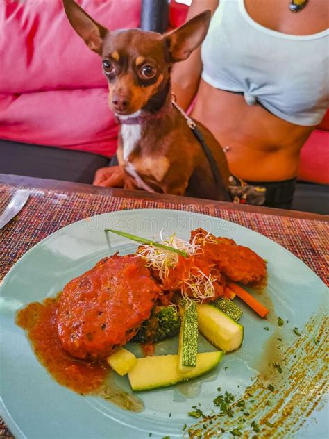 Hungry Brown Dog Doggy Is Waiting For Food In Restaurant Stock Image