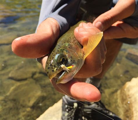 A High Country Fly Fish Experience Tenkara Sierra Rod Gearminded